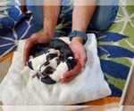 Small Photo #5 Schnauzer (Miniature) Puppy For Sale in LEESBURG, VA, USA