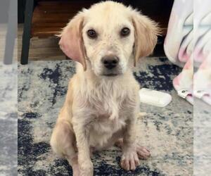 Collie-Labrador Retriever Mix Dogs for adoption in San Diego, CA, USA
