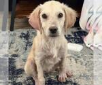 Small Collie-Labrador Retriever Mix