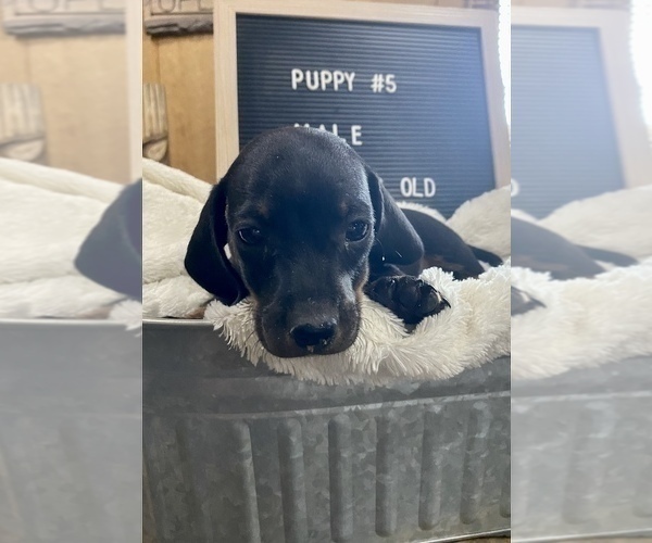 Medium Photo #3 Dachshund Puppy For Sale in CONCORDIA, MO, USA