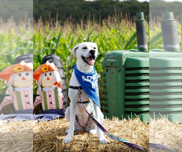 Medium Photo #7 Boxador Puppy For Sale in Princeton, MN, USA