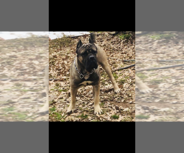 Medium Photo #1 Cane Corso Puppy For Sale in AMORY, MS, USA