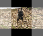 Small Photo #1 Cane Corso Puppy For Sale in AMORY, MS, USA