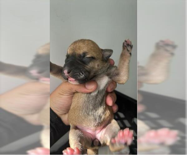 Medium Photo #1 Shepradors Puppy For Sale in Houston, TX, USA