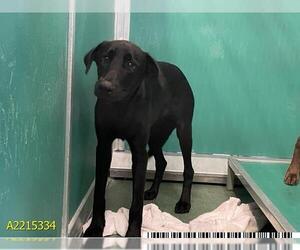 Labrador Retriever Dogs for adoption in West Palm Beach, FL, USA