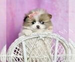 Small Photo #58 Pomeranian Puppy For Sale in WARSAW, IN, USA