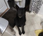 Puppy 1 German Shepherd Dog