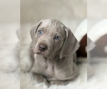 Puppy Luca Weimaraner
