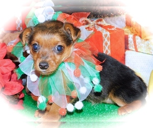 Yorkie Russell Puppy for sale in HAMMOND, IN, USA