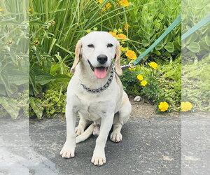 Beagle-Unknown Mix Dogs for adoption in Germantown, OH, USA