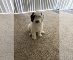 Small Photo #3 Australian Labradoodle Puppy For Sale in OCEANSIDE, CA, USA