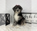 Small #4 Bernedoodle (Miniature)