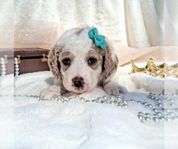 Medium Photo #62 Goldendoodle (Miniature) Puppy For Sale in GASTONIA, NC, USA