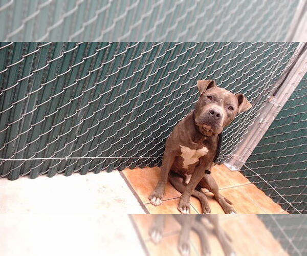 Medium Photo #1 Mutt Puppy For Sale in Downey, CA, USA