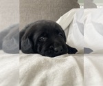 Small #2 Labrador Retriever