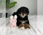 Small #1 Bernedoodle (Miniature)