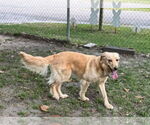 Small #4 Golden Retriever Mix
