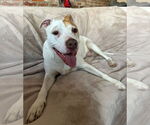 Small #1 Mutt
