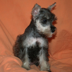 Schnauzer (Miniature) Puppy for sale in CEDAR PARK, TX, USA