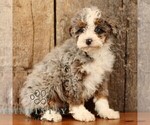Small #3 Bernedoodle (Miniature)