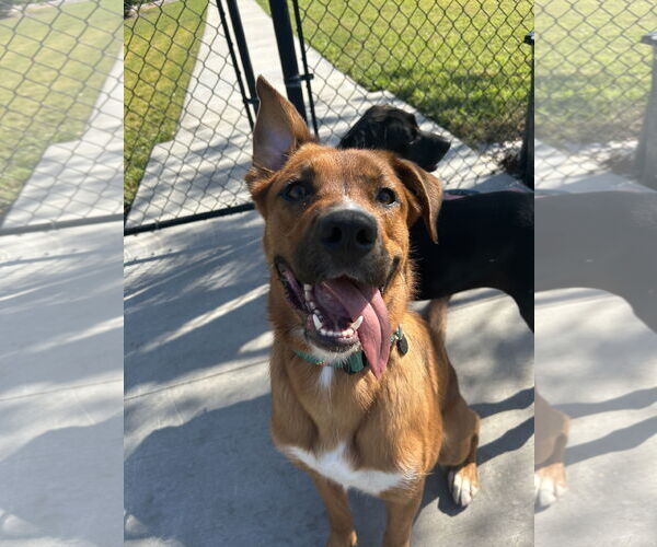Medium Photo #4 Australian Shepherd-Unknown Mix Puppy For Sale in Valrico, FL, USA