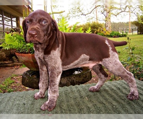 Medium Photo #1 German Shorthaired Pointer Puppy For Sale in ELBERTA, AL, USA