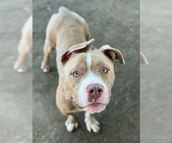 Medium Photo #1 Mutt Puppy For Sale in Riverside, CA, USA