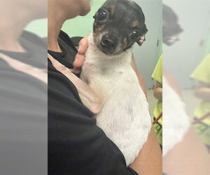 Chihuahua Dogs for adoption in Sanford, FL, USA