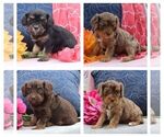 Image preview for Ad Listing. Nickname: Litter of 5