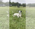 JASPER - Male Dalmatian-Unknown Mix Dog for Adoption - Small photo