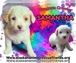 Small #4 Mutt