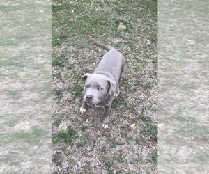 American Bully Litter for sale in PELAHATCHIE, MS, USA