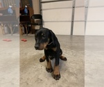 Small Photo #8 Doberman Pinscher Puppy For Sale in PARADISE, TX, USA