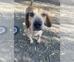 Small #4 Mutt
