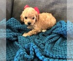 Puppy 1 Cavapoo