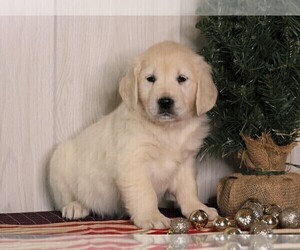English Cream Golden Retriever Puppy for sale in FREDERICKSBG, OH, USA