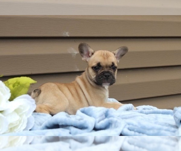 Medium Photo #20 French Bulldog Puppy For Sale in LIBERTY, KY, USA