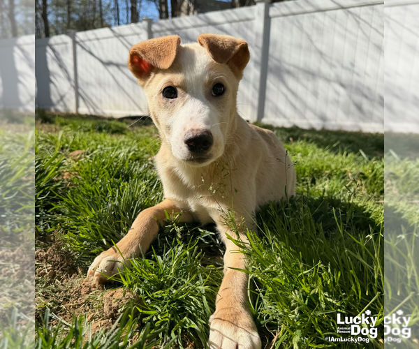Medium Photo #4 Australian Shepherd-Unknown Mix Puppy For Sale in Washington, DC, USA