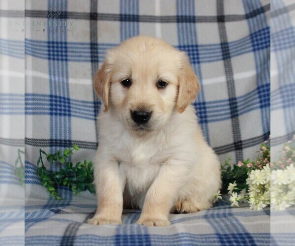 Medium Photo #4 Golden Retriever Puppy For Sale in GAP, PA, USA