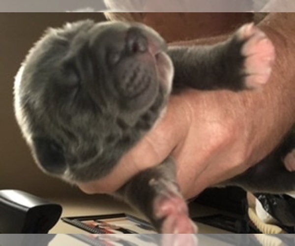 Medium Photo #2 Cane Corso-Daniff Mix Puppy For Sale in MESA, AZ, USA
