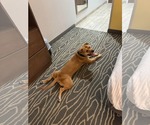 Small #5 American Pit Bull Terrier Mix