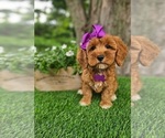 Small #4 Goldendoodle-Poodle (Miniature) Mix