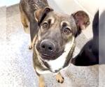 Small #1 German Shepherd Dog Mix