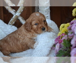 Small #2 Cavapoo