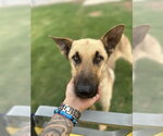 Small German Shepherd Dog Mix