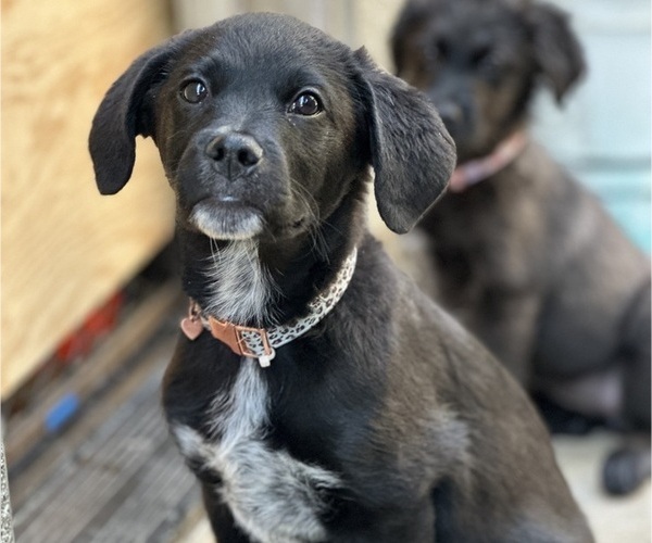 Medium Photo #5 Australian Cattle Dog-Unknown Mix Puppy For Sale in ELK GROVE, CA, USA