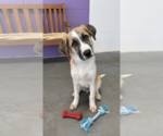 Small #1 Anatolian Shepherd Mix