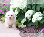 Small #3 Bichon Frise