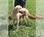 Small #2 Labradoodle