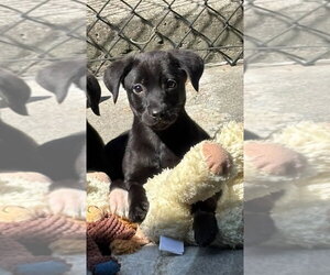 Labrador Retriever-Unknown Mix Dogs for adoption in Elmsford, NY, USA